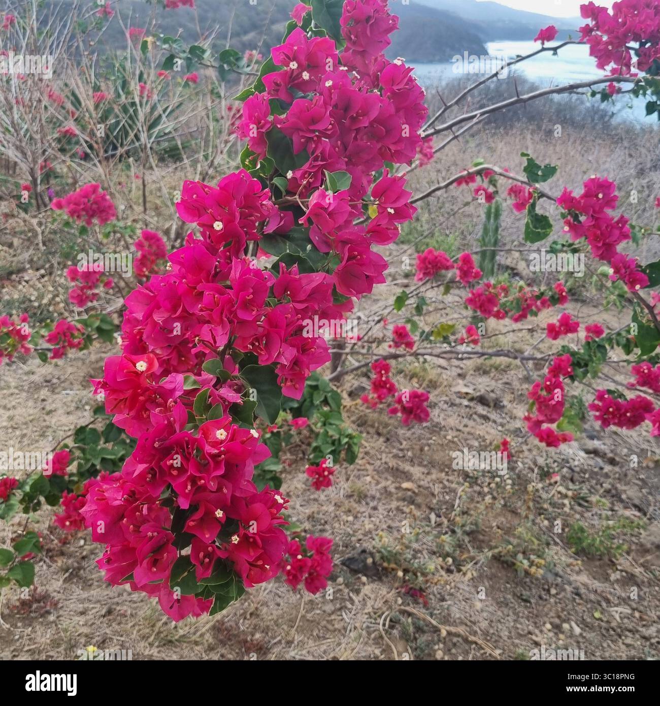 Fleurs de bougainvillea rose vif - Bougainvillea spectabilis Banque D'Images