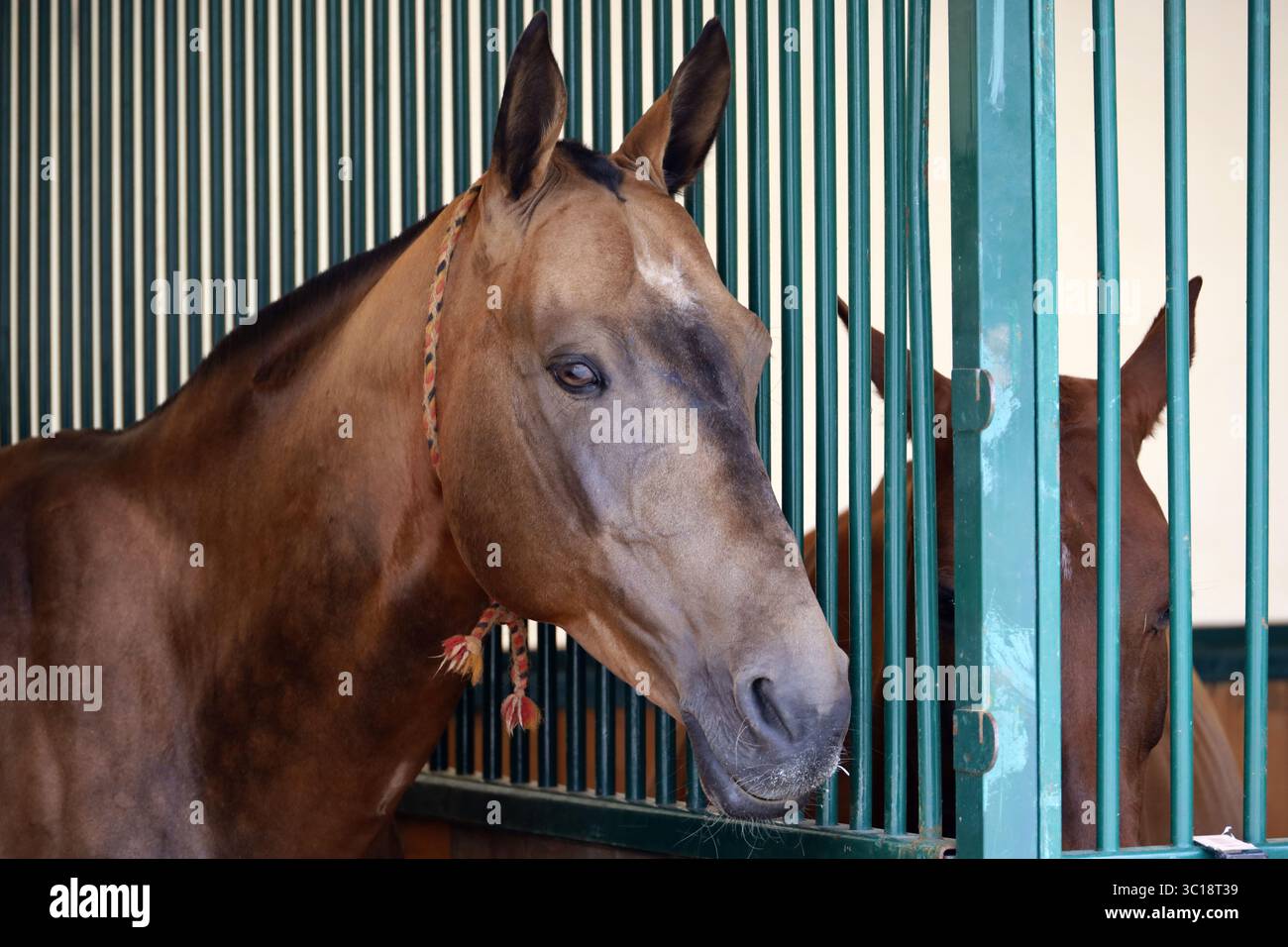 Cheval en peau de chou de la race Akhal-Teke, portrait d'étalon debout dans une écurie Banque D'Images