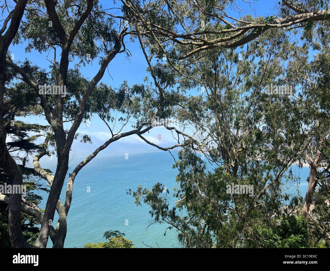 Golden Gate Bridge et l'océan Pacifique vus à travers un cadre naturel de branches d'arbres lors d'une journée ensoleillée de San Francisco. Vue panoramique emblématique de la baie - Image de stock capturée avec un smartphone