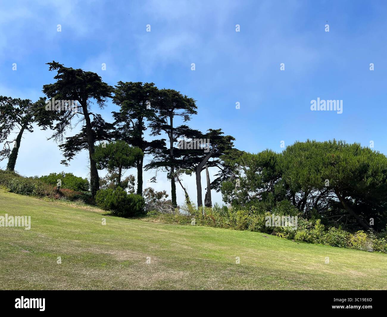 Des cyprès emblématiques au sommet d'une colline verdoyante sous un ciel dégagé près de la Légion d'honneur, San Francisco. Un paysage côtier serein un jour d'été - Image de stock capturée avec un smartphone