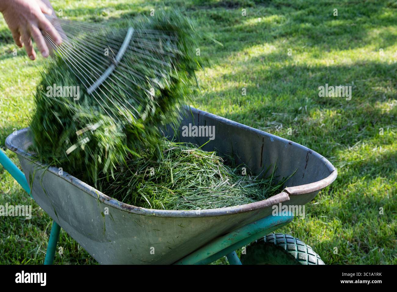 Brouette en métal pleine de coupures d'herbe fraîche, personne avec le râteau floue en arrière-plan sur une pelouse ensoleillée. Concept de soins de jardin, nettoyage de cour, com Banque D'Images