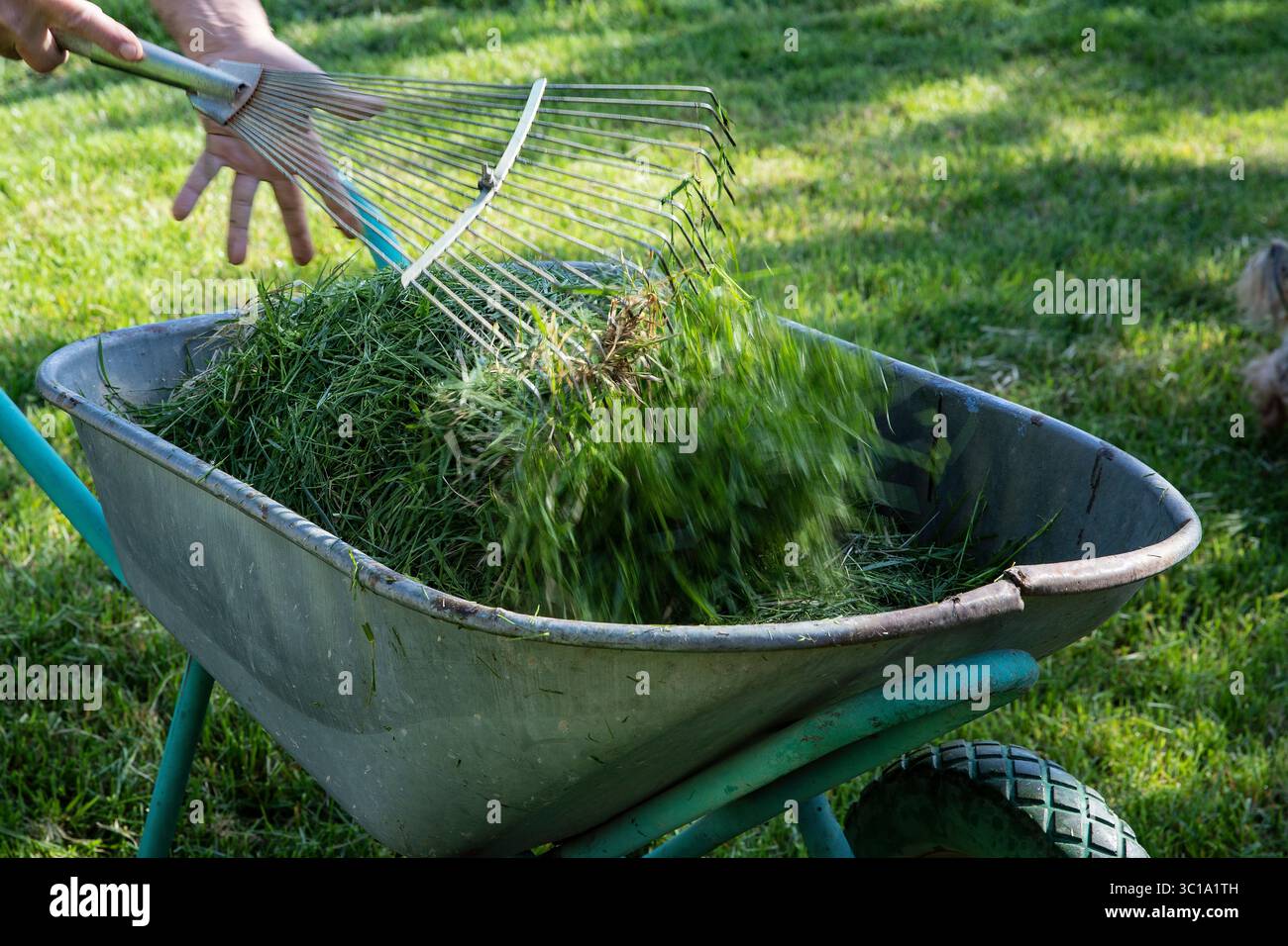 Brouette en métal pleine de coupures d'herbe fraîche, personne avec le râteau floue en arrière-plan sur une pelouse ensoleillée. Concept de soins de jardin, nettoyage de cour, com Banque D'Images