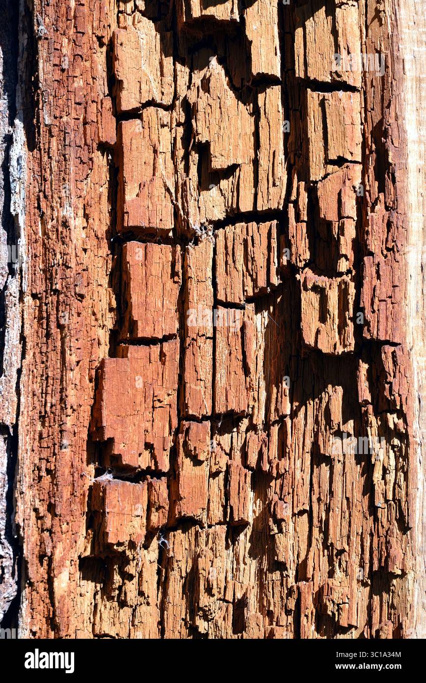 Photographie macro abstraite de la texture profondément fissurée et altérée du bois en décomposition sur un arbre mort. Banque D'Images
