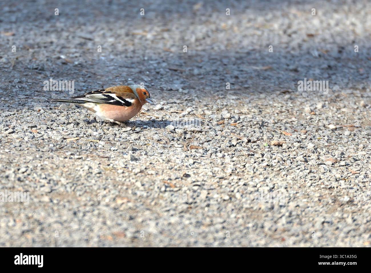 Un Chaffinch mâle (Fringilla coelebs) cherche de la nourriture sur un chemin de gravier ensoleillé. Banque D'Images
