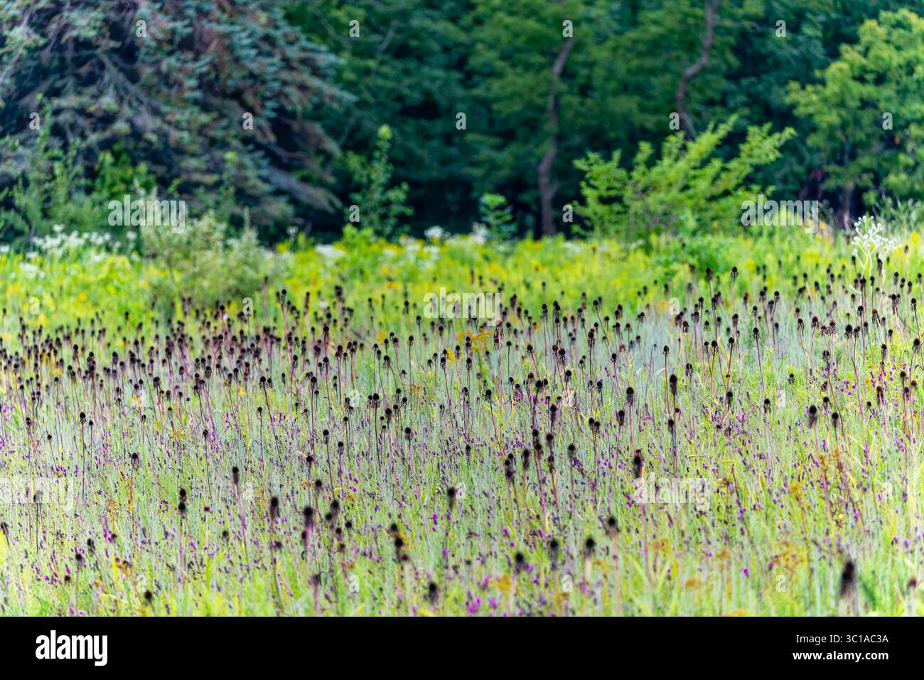 Close-up de fleurs d'Echinacea pallida en train de fleurir parmi les hautes herbes de la prairie en été. Une fleur sauvage indigène aux pétales roses tombants et au cône sombre Banque D'Images