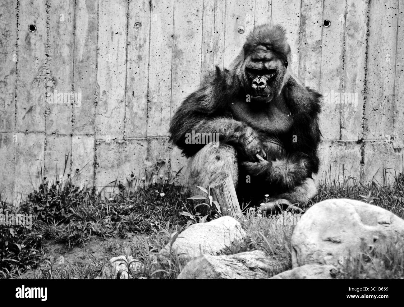 Paul, MN - 19 avril 2010- lorsque ''Gordy'' le gorille, un gorille des basses terres de l'ouest de 400 livres, est soudainement mort en avril au zoo de Côme, sa mort a été pleurée par le personnel et les visiteurs. Maintenant, cependant, l'attention des gardiens de zoo de primates s'est tournée vers les deux singes restants, y compris le demi-frère de Gordy Schroeder, qui a vécu presque toute sa vie aux côtés de Gordy. Né prématurément au zoo de San Diego, Gordy a été élevé par les humains jusqu'à son premier anniversaire, puis la mère de Schroeder a été identifiée comme un substitut possible. Gordy, qui est mort quelques jours avant son 24ème anniversaire, et Schroeder c Banque D'Images