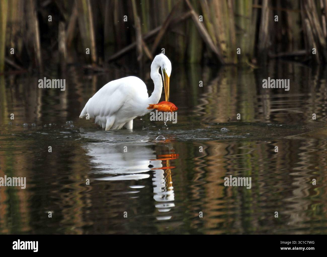 5 septembre 2012 - Richfield, MN, É.-U. - Une Grande aigrette blanche poignarde un poisson rouge alors qu'elle pêchait dans le lac Richfield le mercredi 5 septembre 2012, à Richfield, MN. Les grandes aigrettes blanches se nourrissent de poissons dans les eaux qui se rétrécissent du lac Richfield. Le manque de pluie a entraîné une diminution des lacs et des cours d'eau de la région à de faibles niveaux, car de nombreuses régions du Midwest connaissent des conditions de sécheresse. (Crédit image : David Joles/Minneapolis Star Tribune/TNS via ZUMA Wire) Banque D'Images