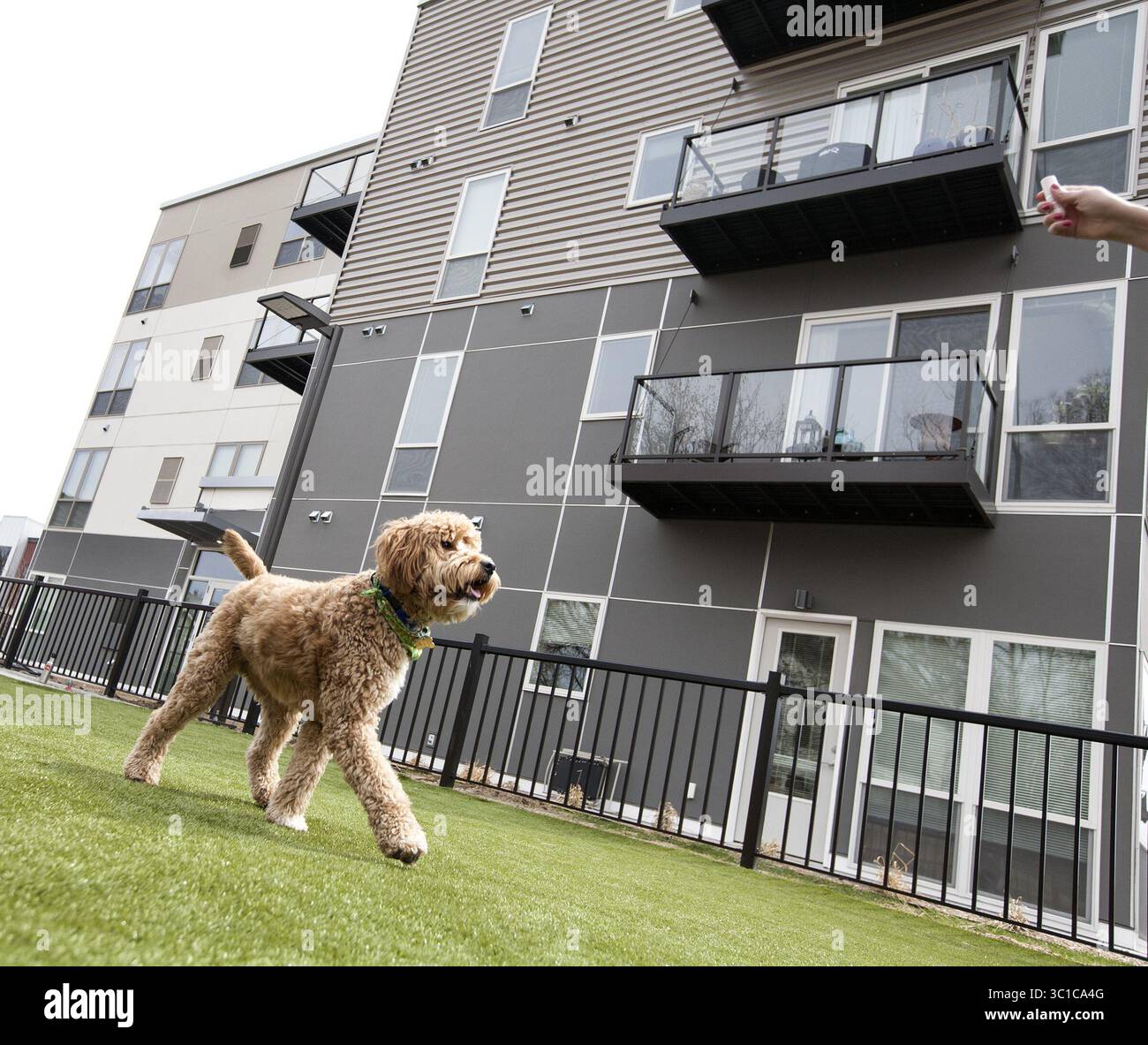 26 avril 2014 - Minneapolis, MN, États-Unis - Eli, un Mini Goldendoodle, entretoises autour de la zone de parc pour chiens aux appartements Track 29 dans Uptown 18 avril 2014. (Crédit image : Courtney Perry/Minneapolis Star Tribune/TNS via ZUMA Wire) Banque D'Images