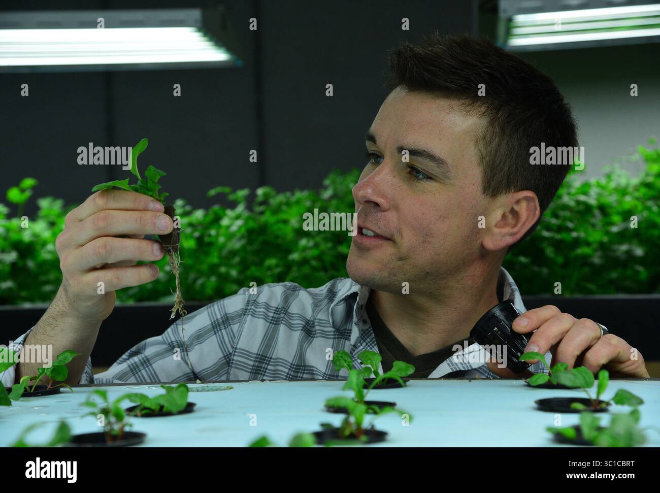 3 avril 2014 - St Paul, MN - Minnesota, États-Unis - la carde suisse est l'une des cultures cultivées dans la serre.. Dave Haider a regardé quelques-uns des plants la terre des eaux bleues du ciel est en train de devenir la terre des légumes biologiques vert vif. La brasserie Hamm's, construite sur des puits artésiens qui ont conduit à la devise emblématique de l'entreprise, a été réutilisée comme une installation aquaponique appelée Urban Organics qui utilise l'eau pour cultiver du poisson et des légumes. /Star Tribune St Paul Minn.mercredi 4/2/2014) (image crédit : Richard Sennott/Minneapolis Star Tribune/TNS via ZUMA Wire) Banque D'Images