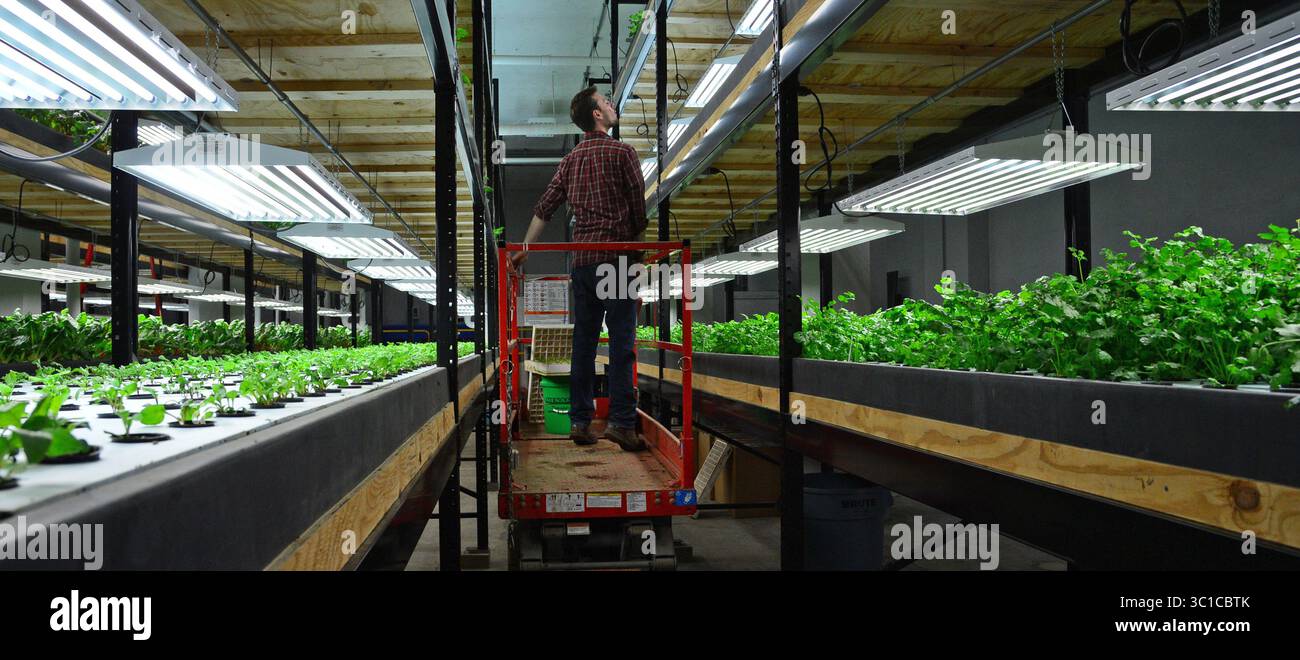 3 avril 2014 - St Paul, MN - Minnesota, États-Unis - Jason Hagemeier a utilisé un élévateur pour vérifier les récoltes. La terre des eaux bleues du ciel devient la terre des légumes biologiques vert vif. La brasserie Hamm's, construite sur des puits artésiens qui ont conduit à la devise emblématique de l'entreprise, a été réutilisée comme une installation aquaponique appelée Urban Organics qui utilise l'eau pour cultiver du poisson et des légumes. /Star Tribune St Paul Minn.mercredi 4/2/2014) (image crédit : Richard Sennott/Minneapolis Star Tribune/TNS via ZUMA Wire) Banque D'Images