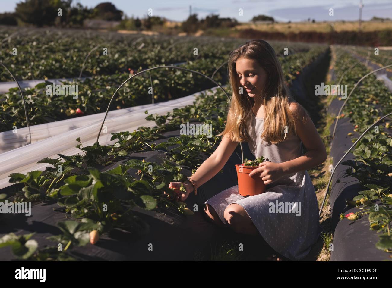 Fille agenouillée entre les lits de fraises à la ferme cueillant des baies mûres dans un pot d'orange, copiez l'espace Banque D'Images