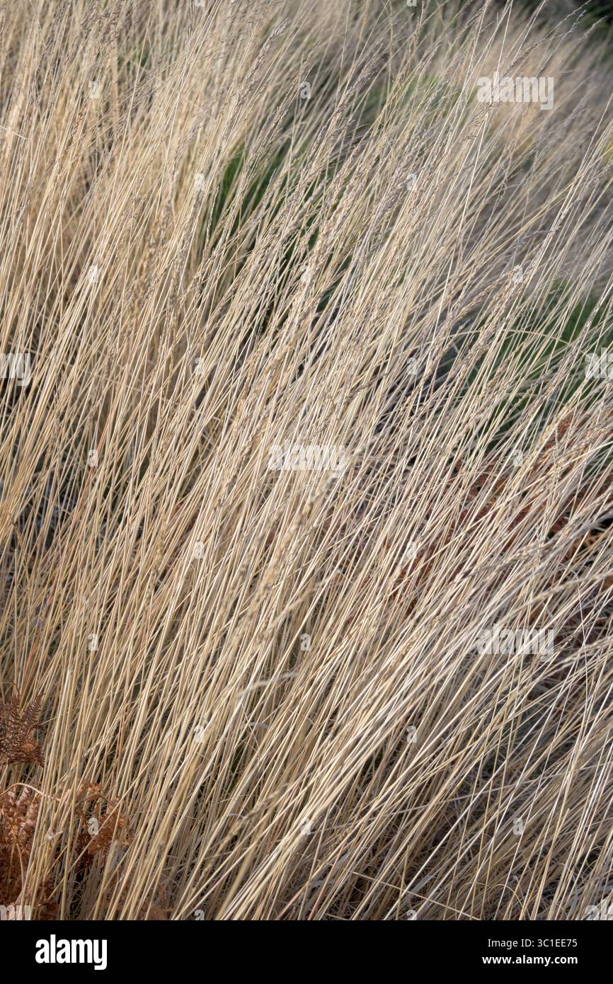 Gros plan d'herbe sèche avec de longues tiges dorées se balançant dans le vent, créant une texture naturelle et un motif organique. Parfait pour les milieux, écologique Banque D'Images