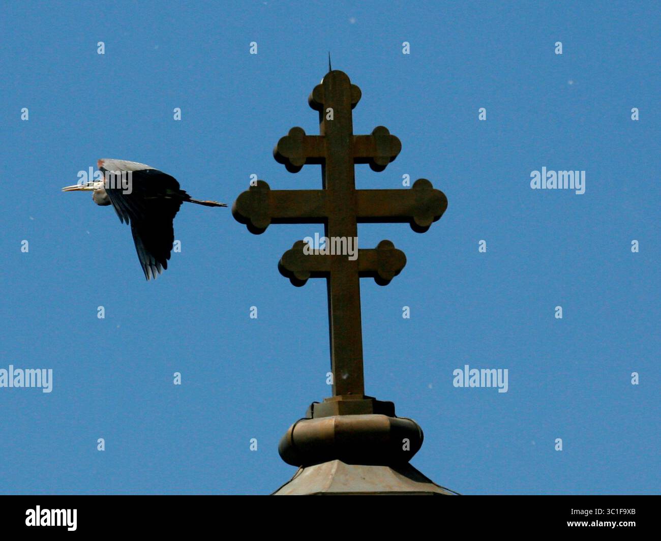 South : Paul, MN - 11 juin 2009- Un héron bleu survole la croix au-dessus de l'église orthodoxe roumaine de Stefan. (Crédit image : David Joles/Minneapolis Star Tribune/TNS via ZUMA Wire) Banque D'Images