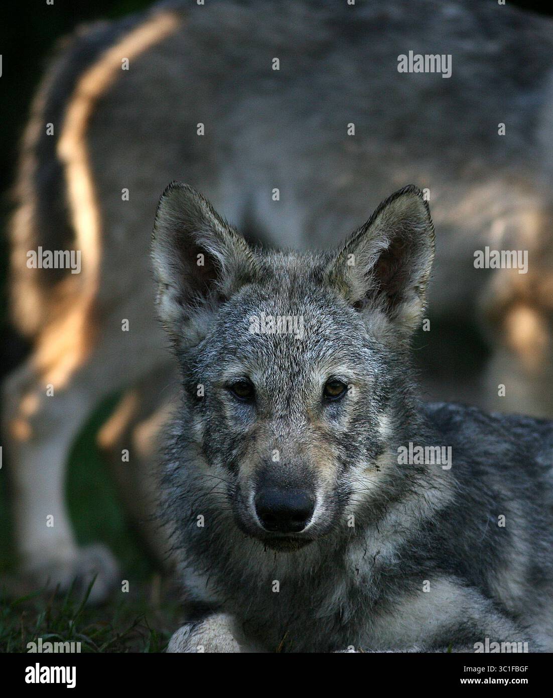 2 août 2008 - Forest Lake, MN, États-Unis - Forest Lake/2 août 2008/7H30 plusieurs loups canadiens sont soignés au Wildlife Science Center de Forest Lake. Les chiots, maintenant chacun d'environ 35 livres, sont les sujets d'une étude sur les méthodes de stérilisation non chirurgicales dans un effort pour apprendre de meilleures façons de contrôler les populations de loups. (Crédit image : Jim Gehrz/Minneapolis Star Tribune/TNS via ZUMA Wire) Banque D'Images