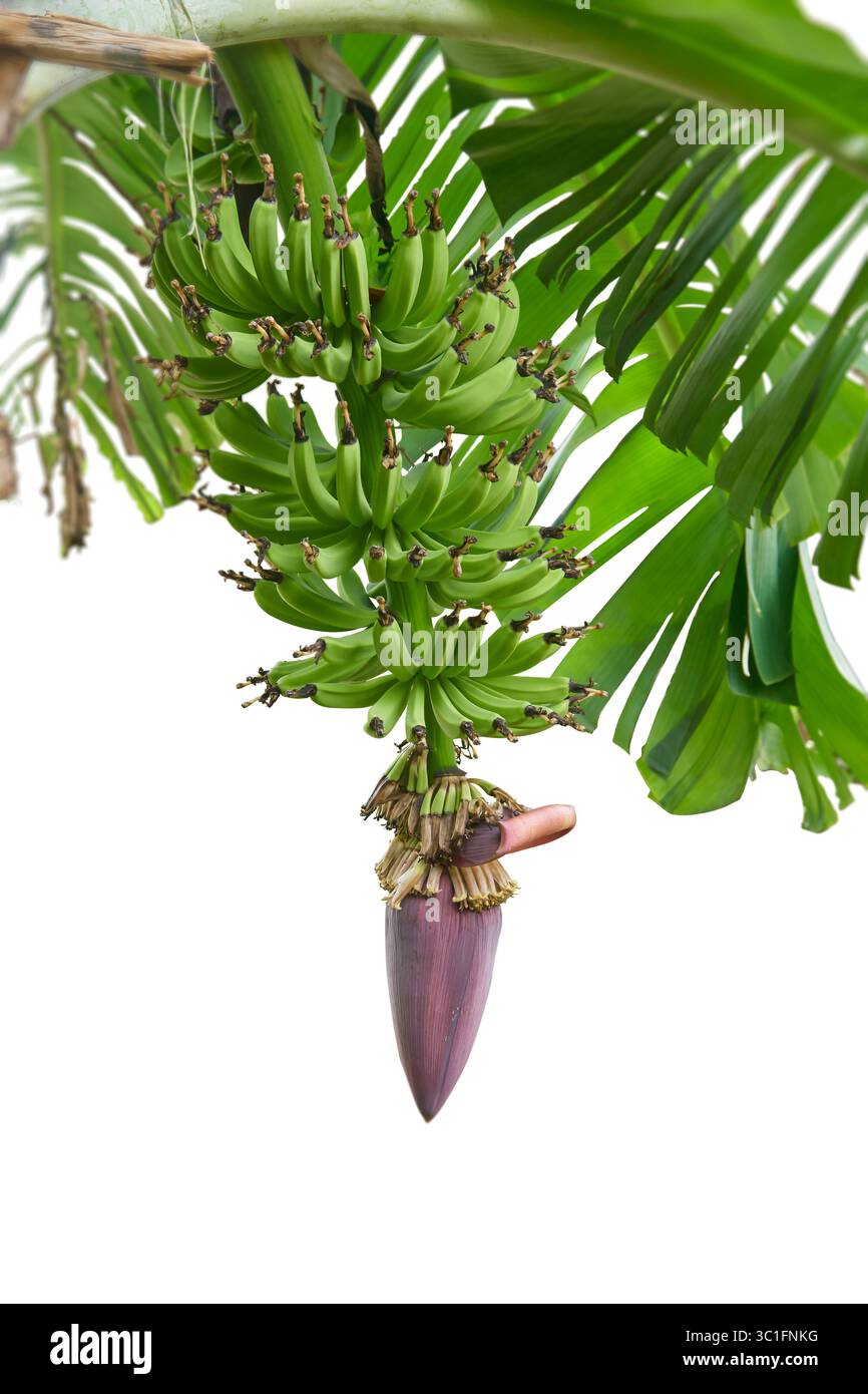jeune bouquet immature de bananes avec inflorescence suspendue ou fleur attachée à la plante ou à l'arbre isolé fond blanc, amas de vert doux Banque D'Images