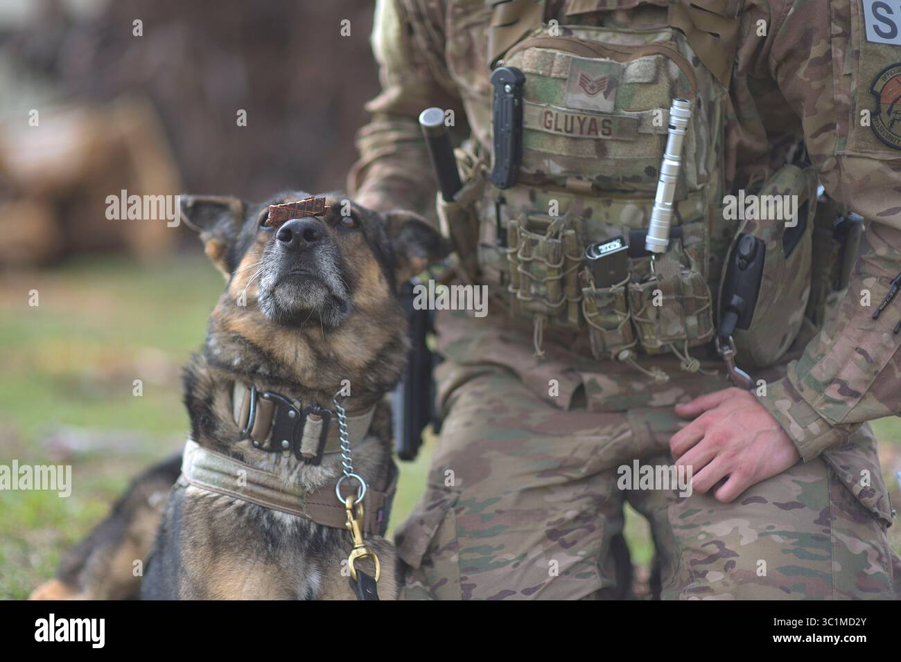 21 février 2019 - base aérienne de Tyndall, Floride, États-Unis - le sergent Matthew Gluyas, 99e escadron des forces de sécurité, base aérienne de Nellis, Nev., maître-chien militaire, équilibre une friandise sur le museau d'Alfi à la base aérienne de Tyndall, Floride, 21 février 2019. Gluyas a soutenu Tyndall à la suite de l'ouragan Michael, un ouragan de catégorie 4 qui a touché terre au-dessus de l'installation Oct. 10, 2018. (Crédit image : © U.S. Air Force/ZUMA Wire/ZUMAPRESS.com) Banque D'Images
