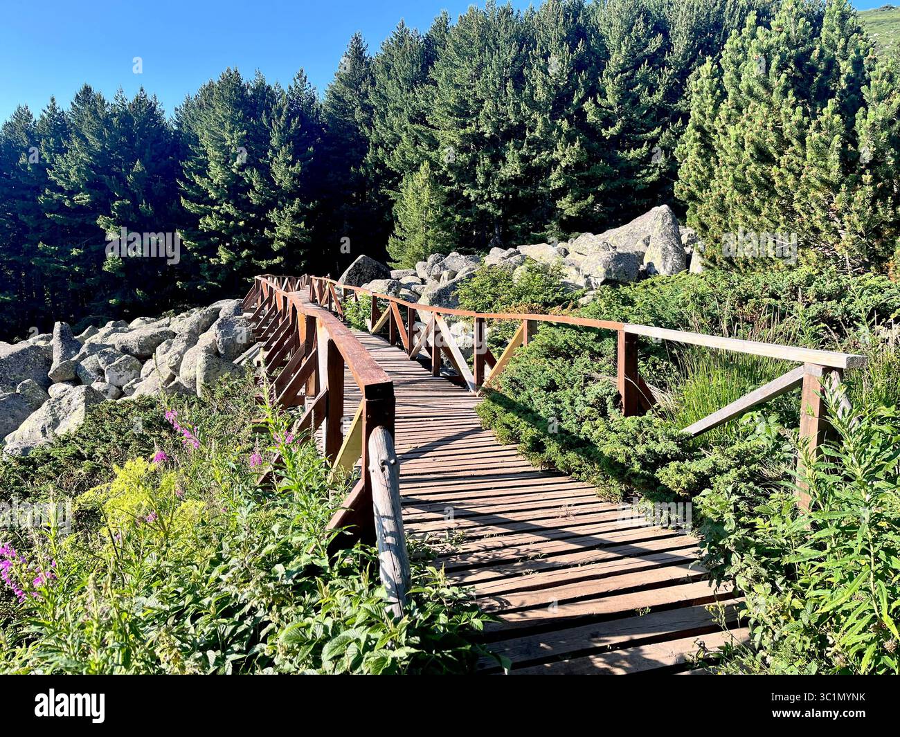 Passerelle traversant une formation de rivière en pierre naturelle dans la montagne Vitosha, Bulgarie, partie d'un paysage d'éboulis siliceux façonné par l'activité glaciaire - Image de stock capturée avec un smartphone