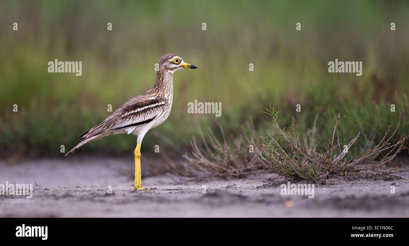 Eurasian Stone-Curlew Burhinus oedicnemus se camoufle parfaitement dans l'herbe., meilleure photo. Banque D'Images