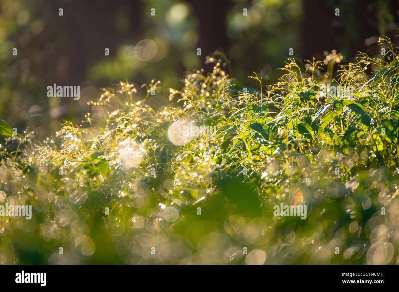 La rosée du matin tombe sur les feuilles d'herbe et les pousses brillent à la lumière du soleil à l'extérieur. Belle et paisible scène de la nature. Tôt le matin. Briller au soleil 20 Banque D'Images