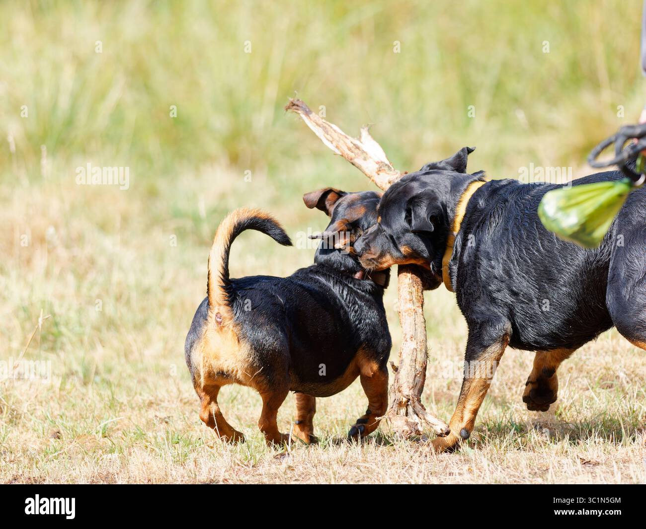 Deux chiens jouant avec un bâton Banque D'Images