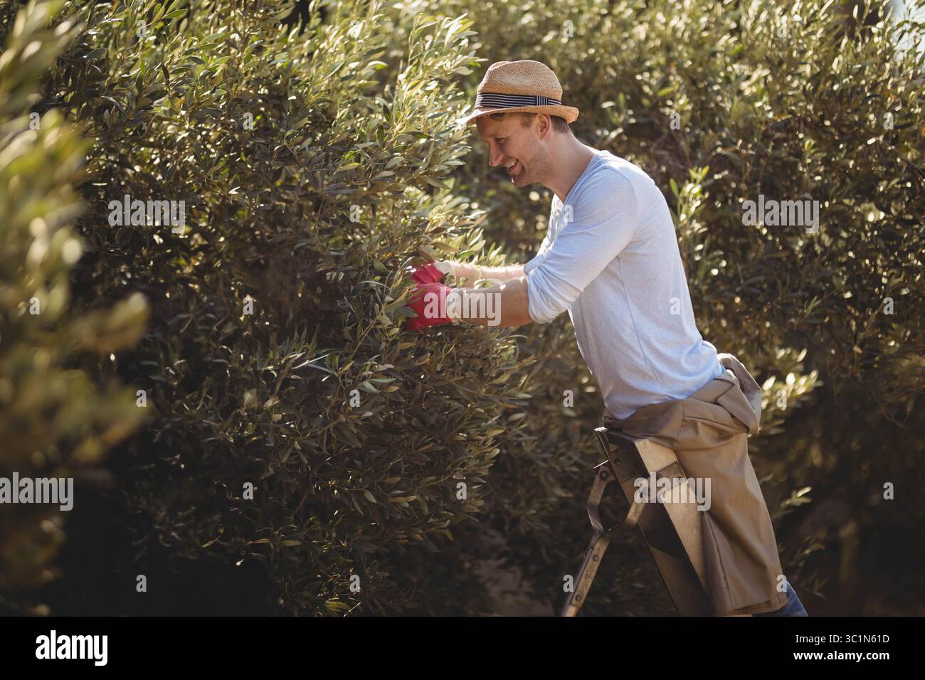 Homme portant chapeau de paille et gants rouges debout sur l'échelle pliante cueillant les olives dans le verger d'oliviers Banque D'Images