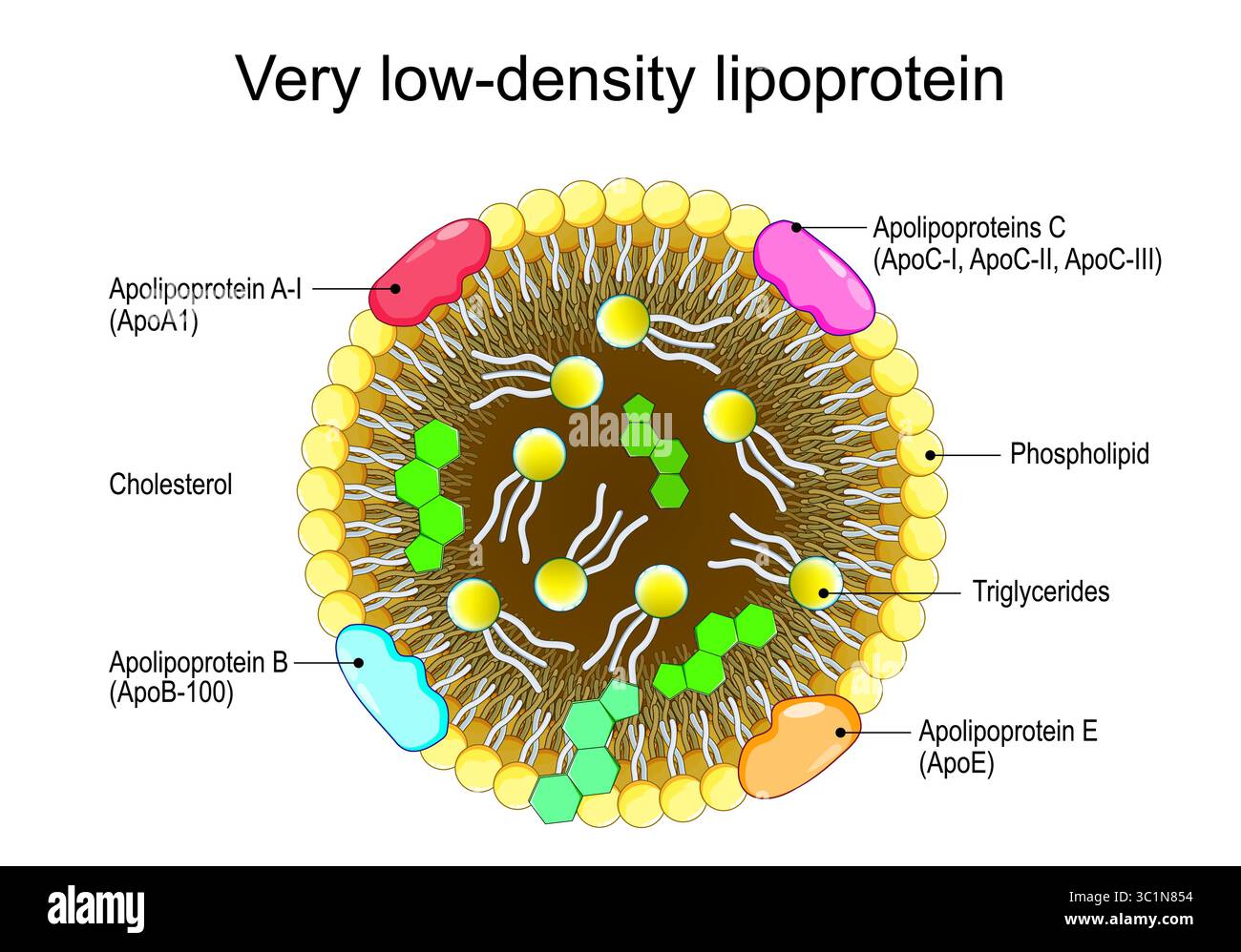 Structure lipoprotéique de très basse densité. Coupe transversale du VLDL, gros plan du noyau hydrophobe et de la surface amphipathique. MECANISME de transport de lipides Illustration de Vecteur