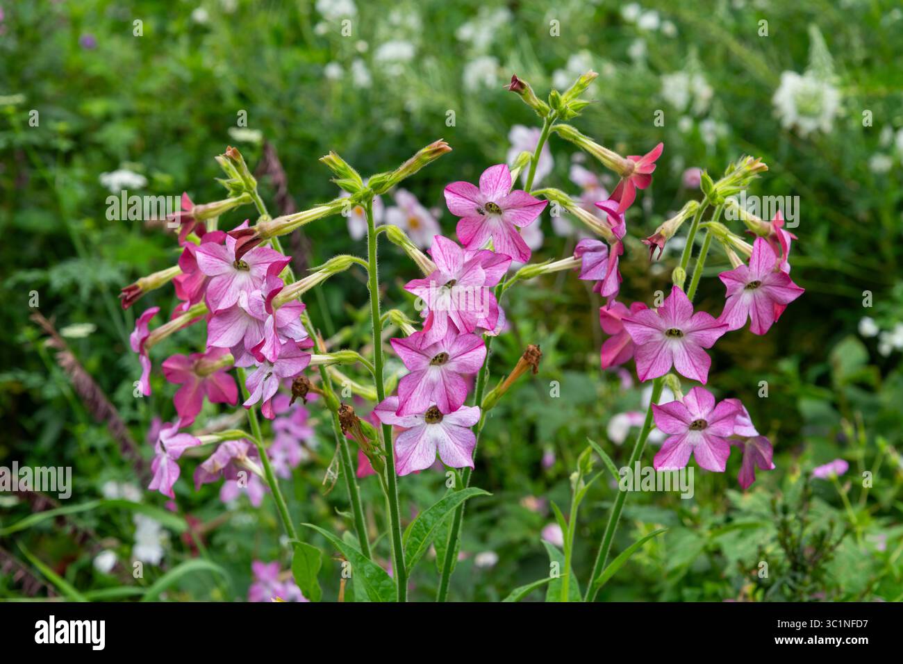 Nicotiana rose (plants de tabac) fleurissant dans un jardin au milieu de l'été. Une grande plante annuelle avec un beau parfum le soir. Banque D'Images