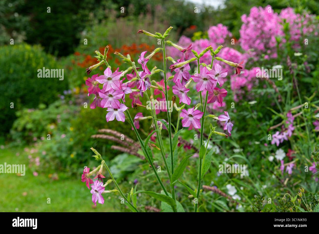 Nicotiana rose (plants de tabac) fleurissant dans un jardin au milieu de l'été. Une grande plante annuelle avec un beau parfum le soir. Banque D'Images
