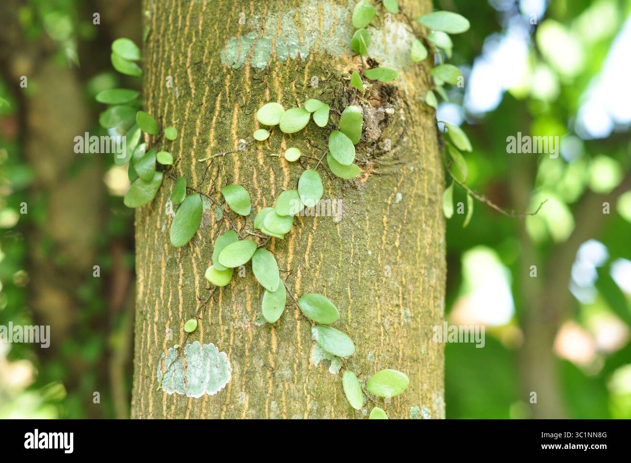 Plante épiphyte tropicale sur l'écorce d'arbre avec Bokeh vert naturel Banque D'Images