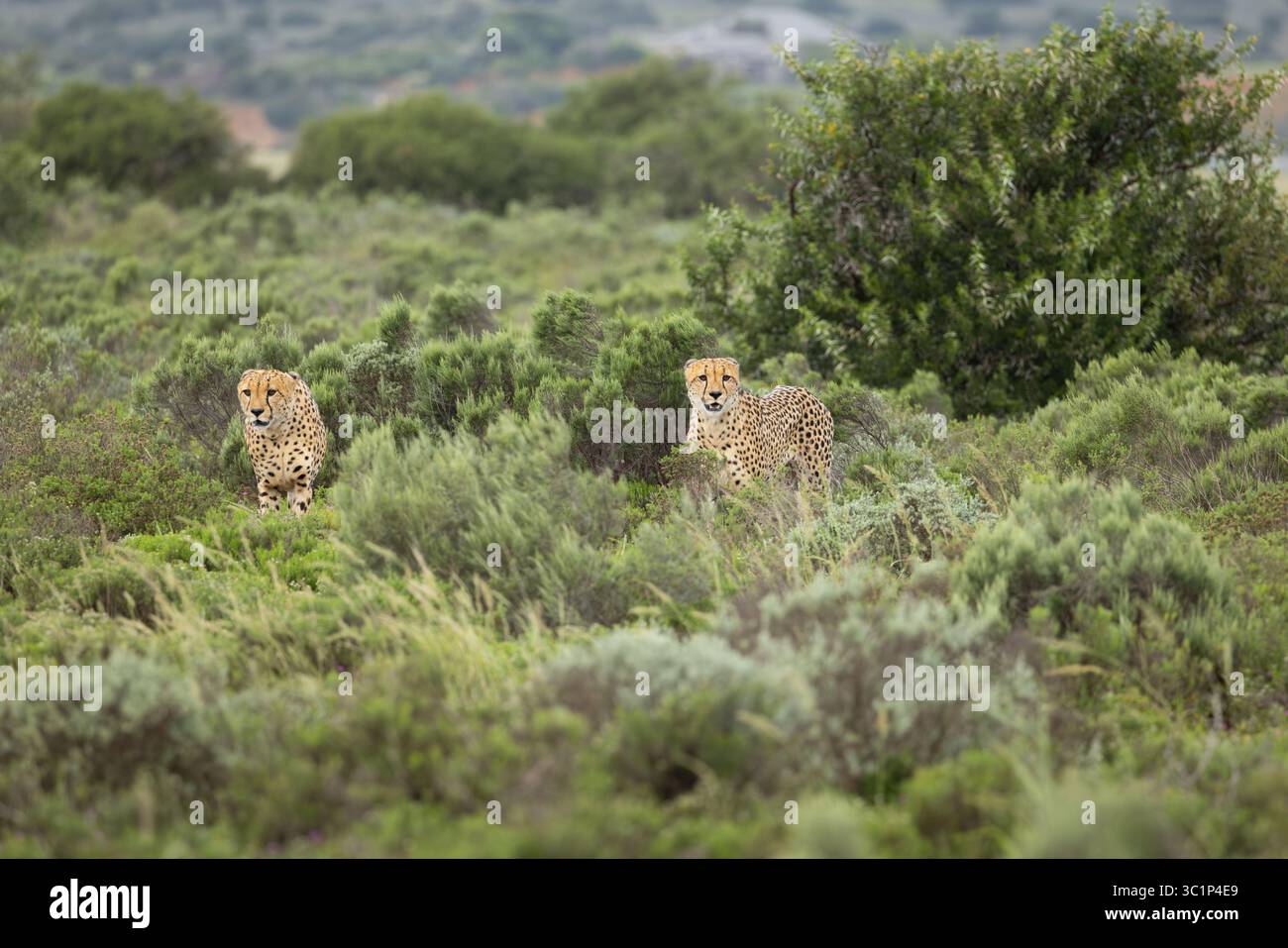 Deux frères guépards ( Acinonyx jubatus) à la recherche de proies, réserve privée de Shamwari, Afrique du Sud. Banque D'Images