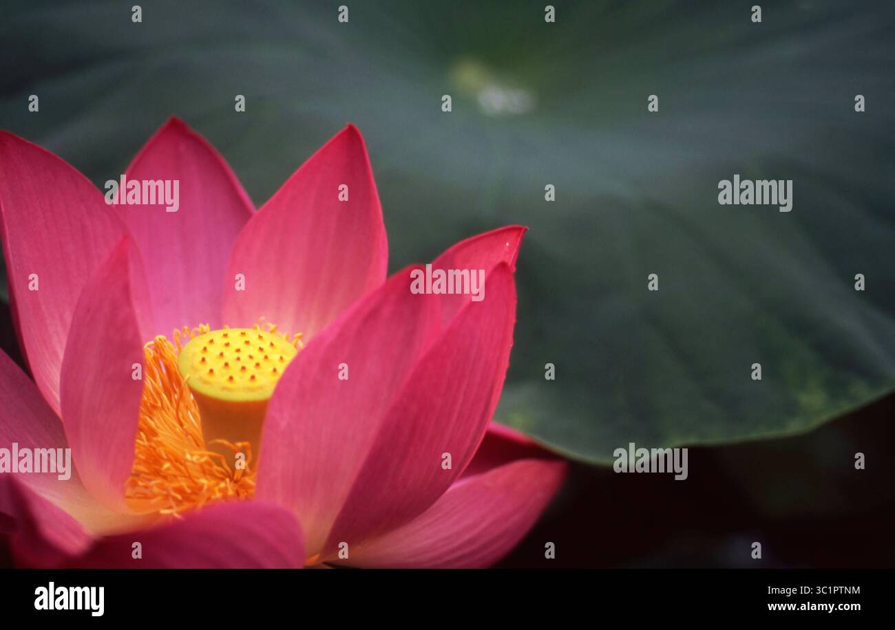 Rose Lotus Blossom avec Yellow Seed Pod contre Dark Green Lotus Leaf Banque D'Images