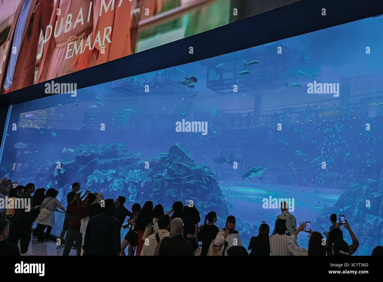 Dubaï, Émirats arabes Unis. 3 octobre 2024. Des foules de touristes prennent des photos dans l'immense aquarium de Dubaï Banque D'Images