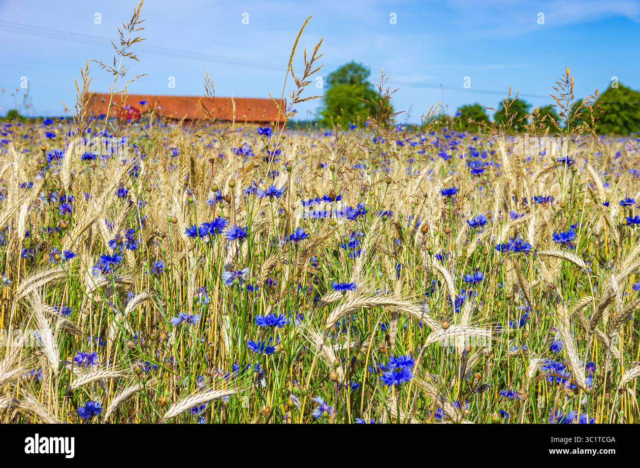 Paysage épique d'un champ de céréales avec des bleuets au milieu de l'été dans un cadre rural près de Sunnersberg, Lidköping, Västergötland, Suède. Banque D'Images