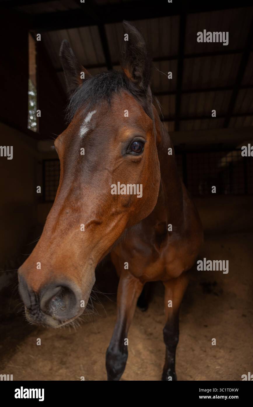Beau cheval sur l'écurie Banque D'Images