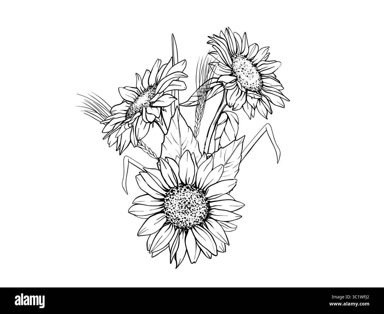 Bouquet de tournesols avec des épis de blé. Illustration vectorielle de tournesol. Dessin d'arrangement de fleurs dans le style d'art au trait. Croquis botanique peint par Illustration de Vecteur
