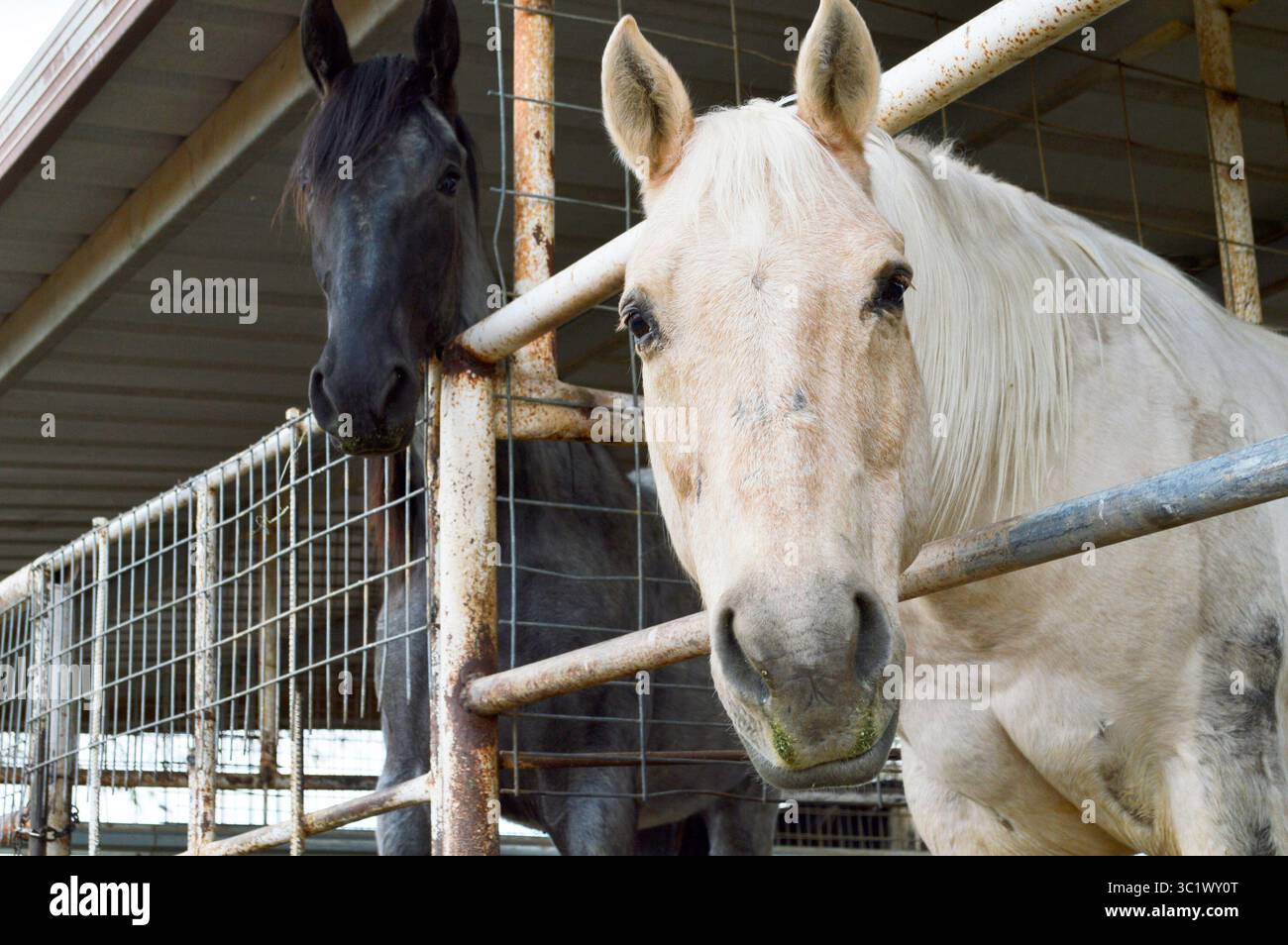Chevaux dans Une grange, Arizona blanc et noir Banque D'Images