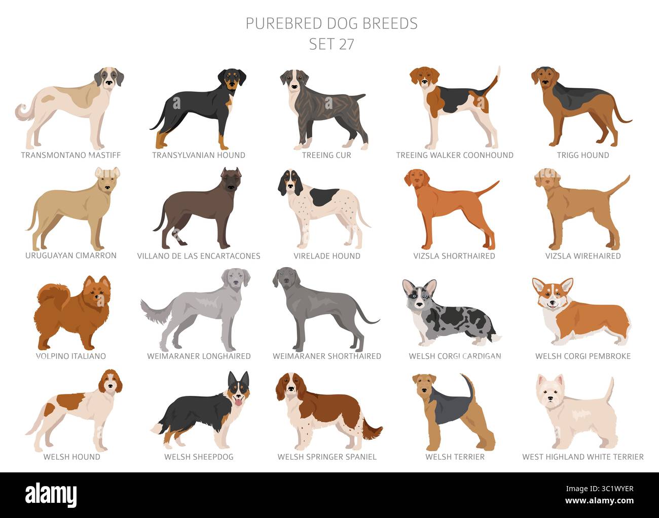 Collection de toutes les races de chiens. Collection en 28 sets. Image réaliste de races de chiens avec différentes couleurs de pelage. Illustration vectorielle Illustration de Vecteur
