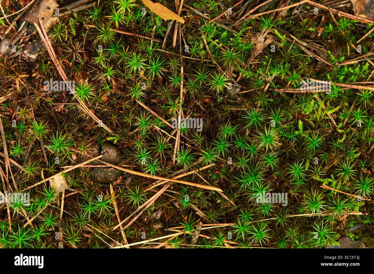 Gros plan d'une tache de mousse dense et vert vif entrecoupée de petites brindilles, de feuilles sèches et de quelques baies rondes foncées. La mousse forme un texte Banque D'Images