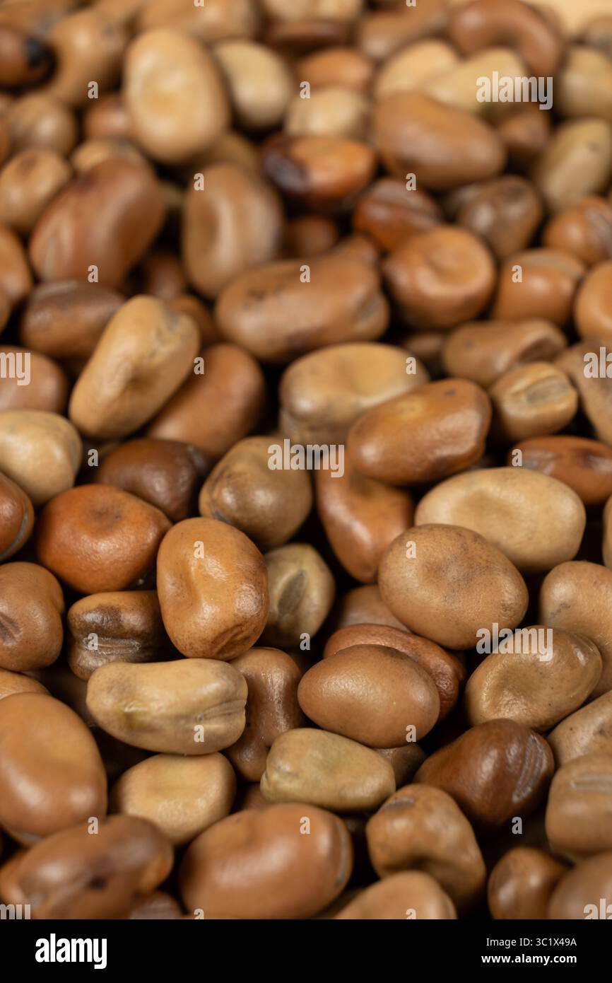 Macro de haricots vicia faba crus secs entiers non cuits Banque D'Images