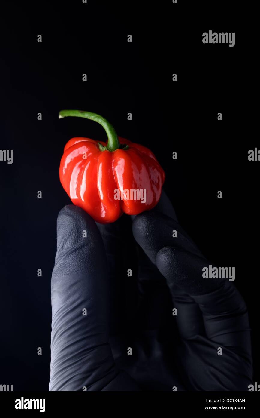 Poivre habanero rouge unique (capsicum chinense) à la main dans un gant protecteur noir sur fond sombre. Les poivrons mexicains très chauds se rapprochent Banque D'Images