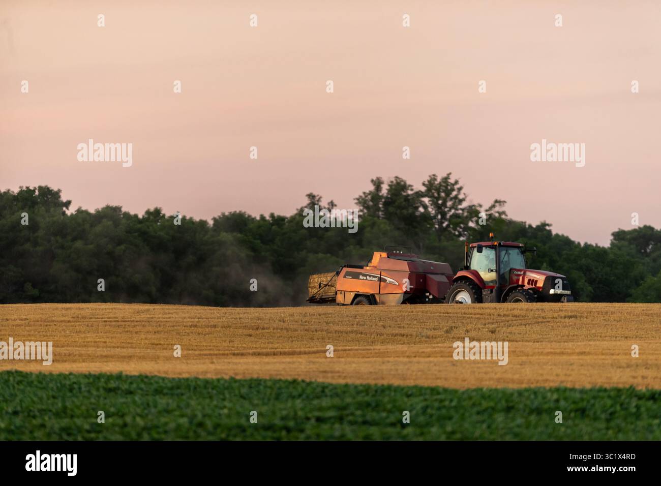 Un tracteur équipé d'une ramasseuse-presse à foin travaille dans un champ en ramassant le foin coupé et en le compactant en balles à expédier. Banque D'Images