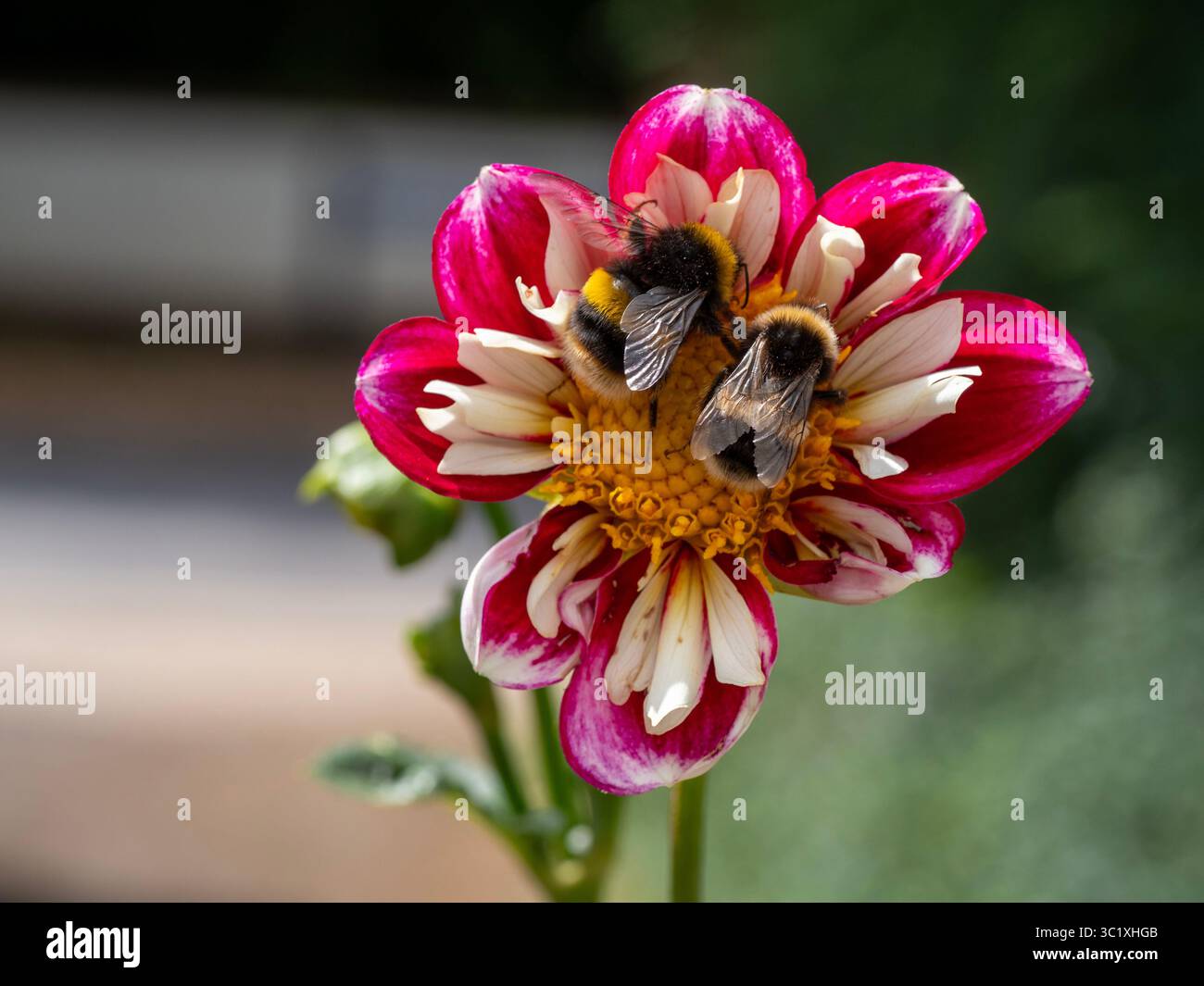 Collarette Dahlia Bumble Rumble avec deux bourdons qui la pollinisent. Banque D'Images