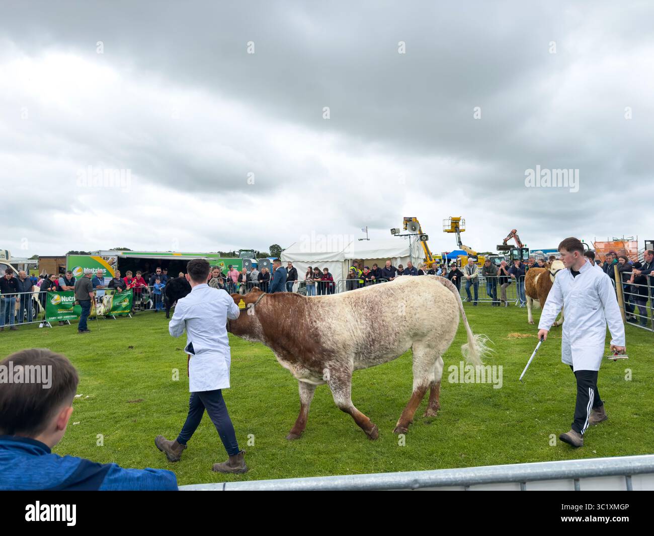 Juger le bétail au Corrandulla Show, comté de Galway, Irlande, une journée annuelle d'événements agricoles, de saut d'obstacles, d'exposition canine et de carnaval - Image de stock capturée avec un smartphone