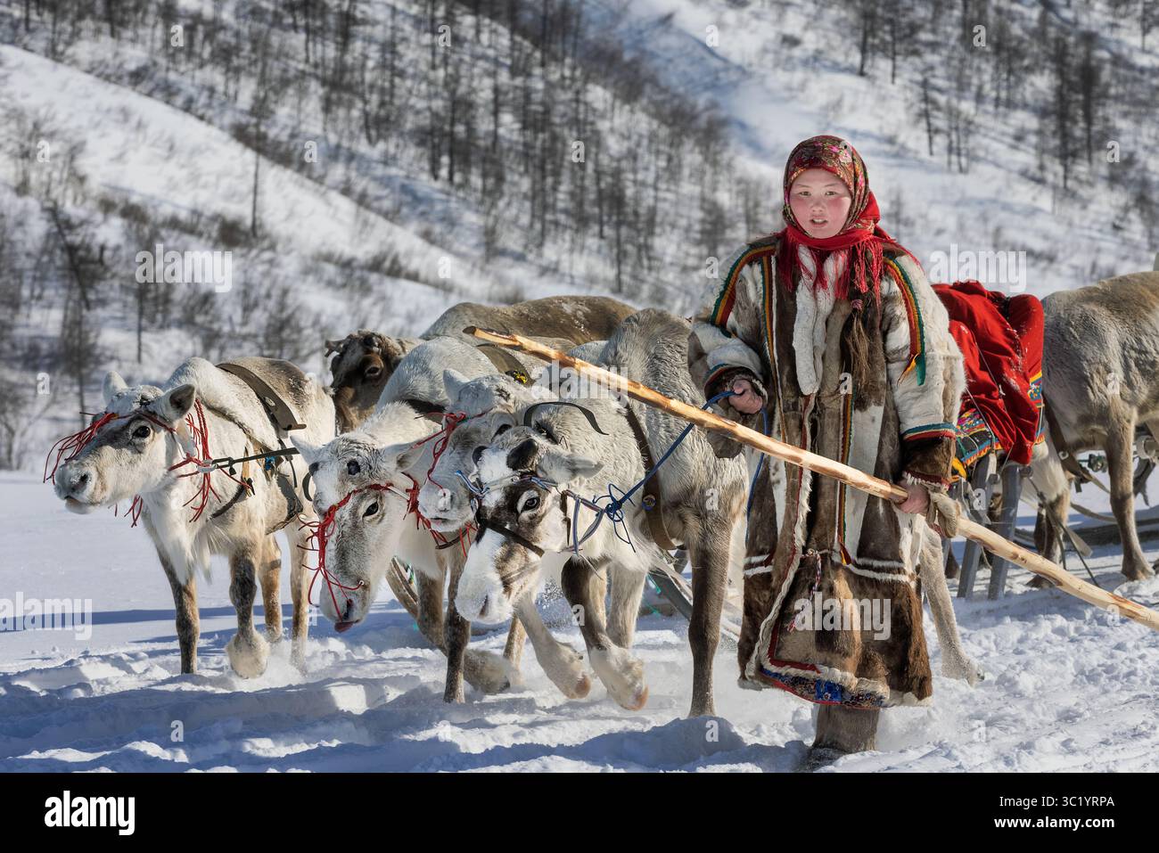 Yamalo Nenets, Russie - 16 avril 2021 : vue d'une jeune fille, ornée de vêtements traditionnels, menant une équipe de rennes à travers le paysage enneigé, encadrée par les arbres hivernaux et durs. Banque D'Images