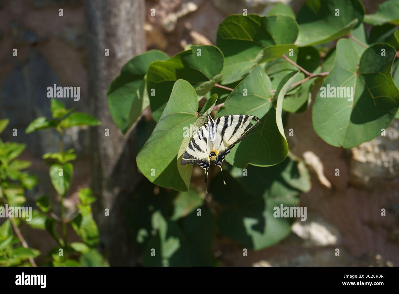 Un rare papillon à queue d'aronde (Iphiclides podalirius) repose doucement sur une feuille de basilic, entouré de verdure ensoleillée et d'ombres douces dans un jardin Banque D'Images