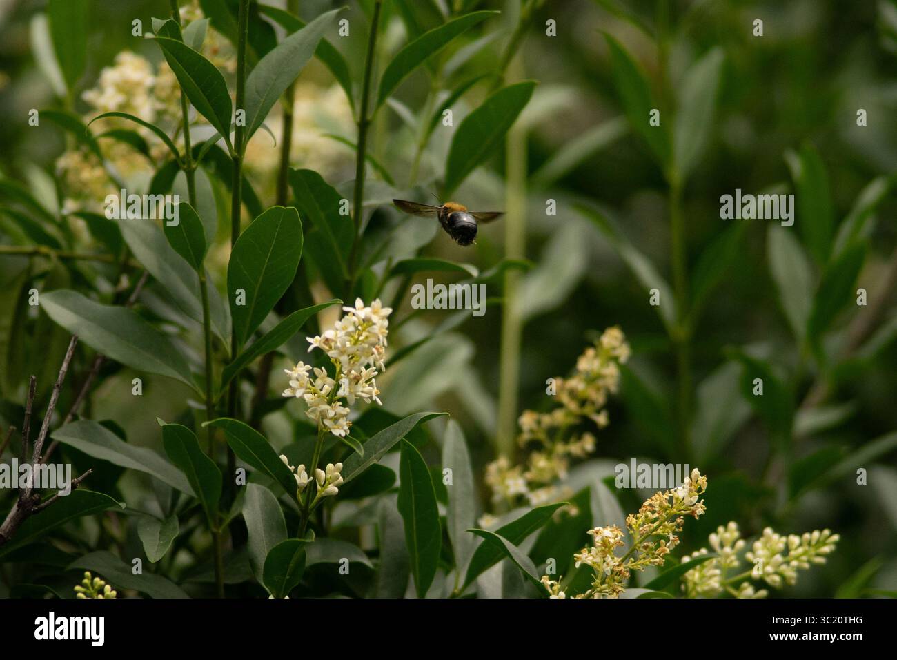 Abeille en mi-vol approchant Ligustrum Blossoms dans un jardin vert luxuriant Banque D'Images
