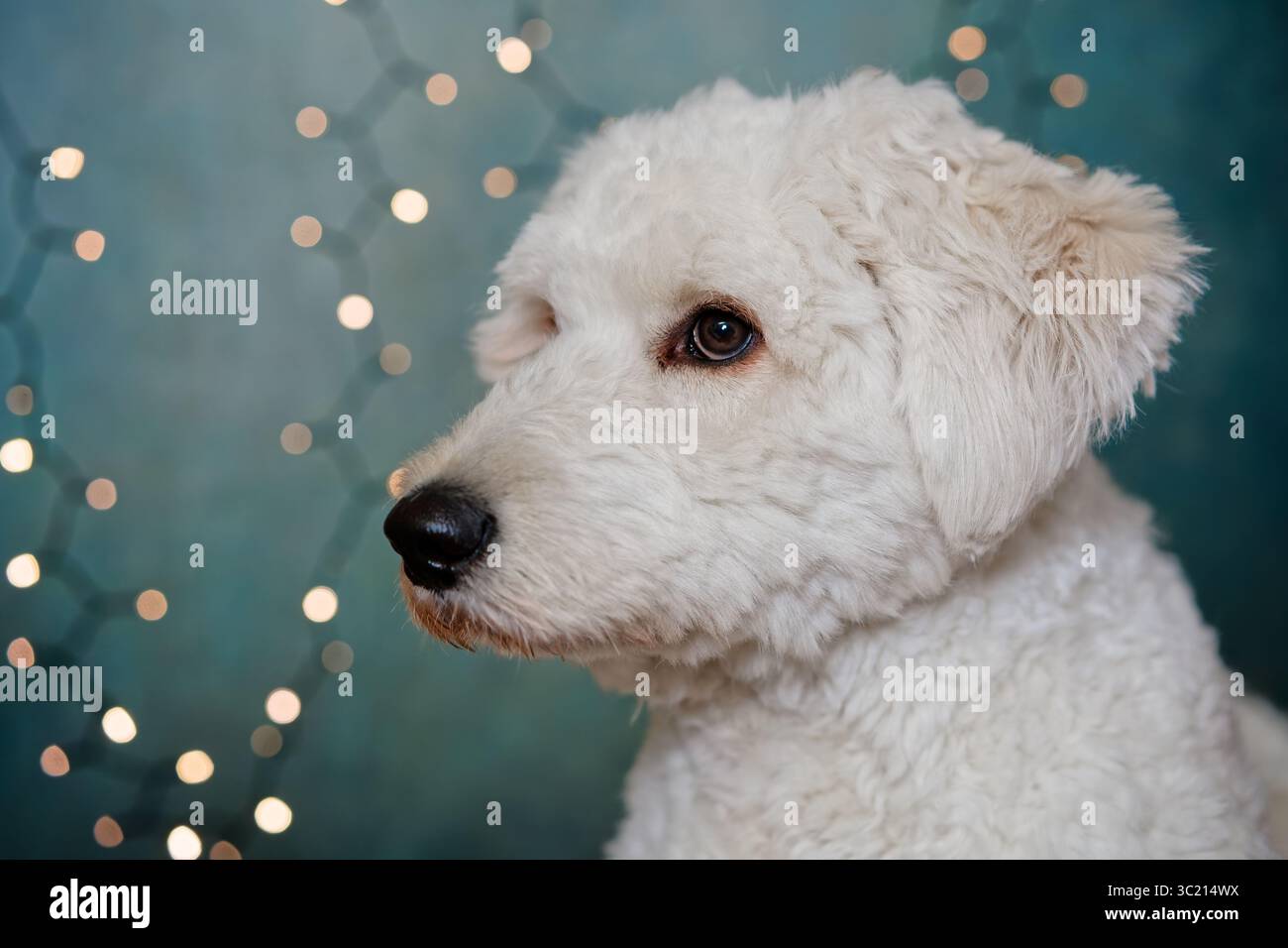 Portrait studio d'un chien Goldendoodle avec fond bleu-vert et lumières bokeh douces, expression calme et éclairage doux. Banque D'Images