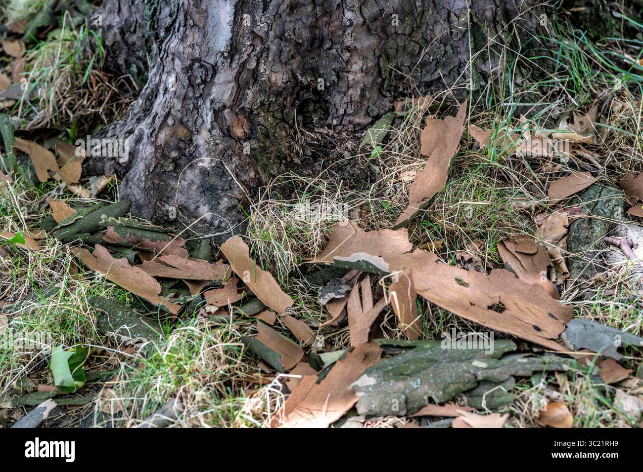 Les platanes, les platanes à feuilles d'érable, jettent souvent leur écorce en été. Lorsque l'arbre pousse bien, l'écorce ne peut pas pousser avec elle, de sorte que l'écorce de hangar est re Banque D'Images
