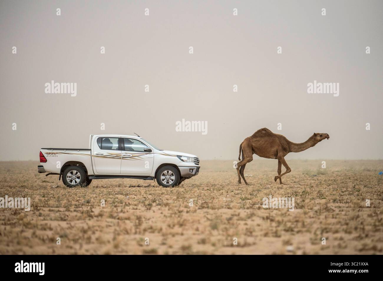 Mars CH31, 2019 - base aérienne d'Ali al Salem, Koweït - le 386e escadron des forces de sécurité expéditionnaires Viper Team Defenders a troué un chameau dans la zone de sécurité de la base de cinq kilomètres s'étendant vers l'extérieur du périmètre de la base aérienne d'Ali Al Salem, Koweït, 31 mars 2019. De nombreux habitants et leur bétail résident dans la zone de sécurité de cinq kilomètres mais ne peuvent empiéter sur la barrière de démarcation de deux kilomètres. (Crédit image : © U.S. Air Force/ZUMA Wire/ZUMAPRESS.com) Banque D'Images