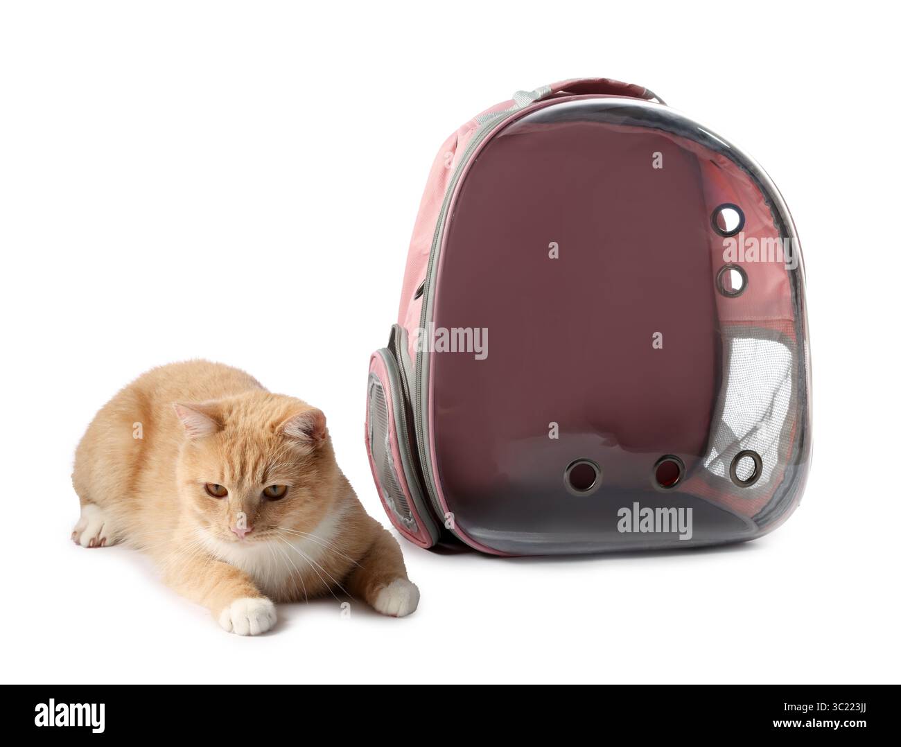 Chat mignon et sac à dos transporteur sur fond blanc Banque D'Images